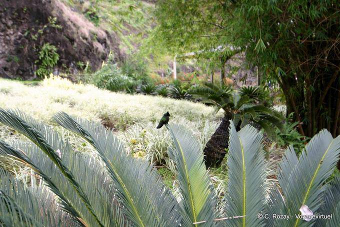 Colibrí en el jardín - Martinica