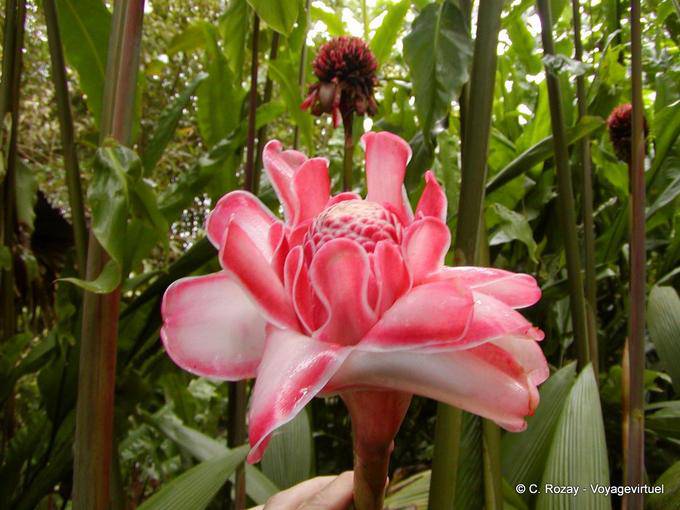 Porcelana Rose, Etlingera elatior (jengibre tropical) - Martinica