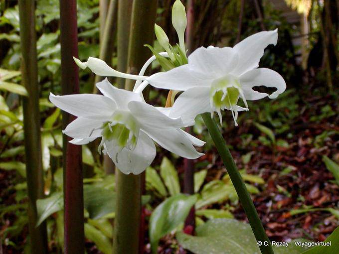 Isla de las Flores - Martinica