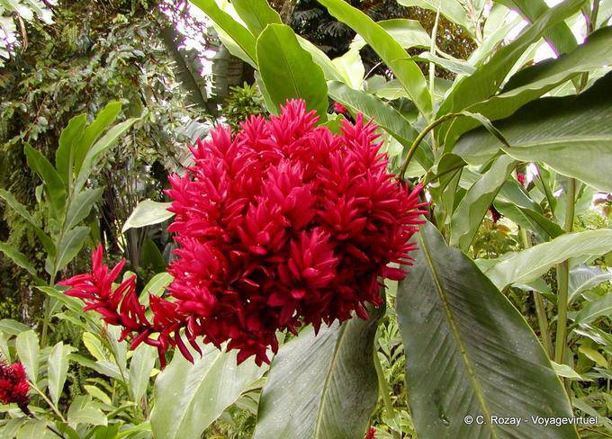 Alpinia rosea Balata - Martinica