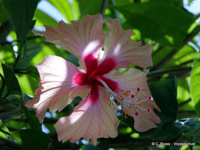 Hermosa flor de hibisco Jardín Balata - Martinica