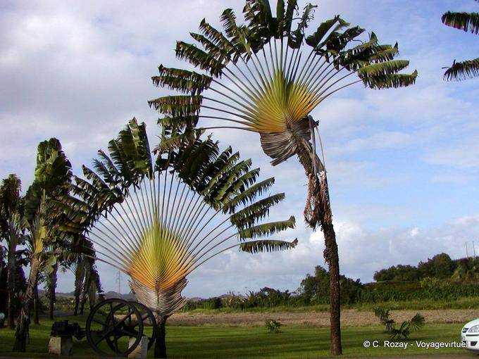 Habitation Clement, el árbol de los viajeros - Martinica