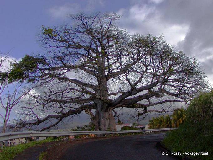 Un gigante Ceiba pentandra o queso en carretera - Martinica