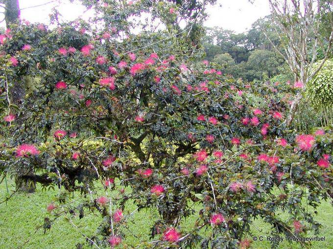 Tweedii Calliandra o árbol con puffs, Balata Jardín - Martinica