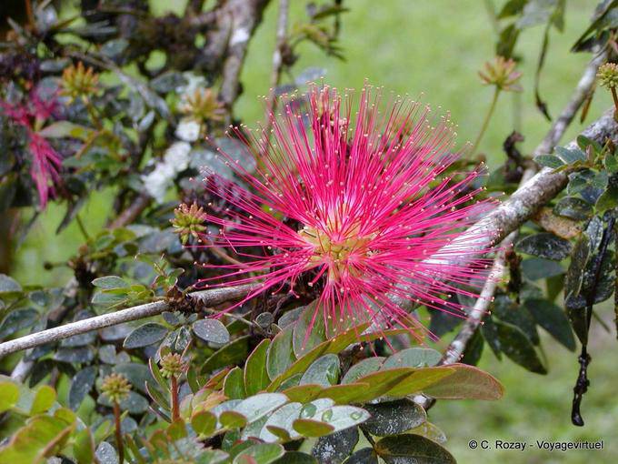 Sin duda una Haematocephala Calliandra, jardín de Balata - Martinica