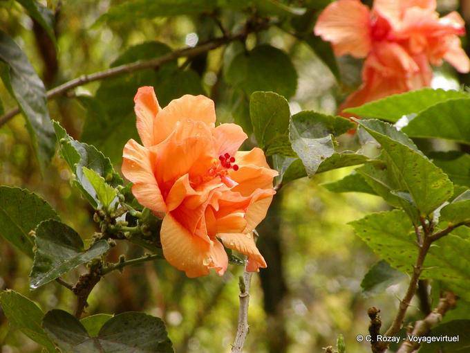 Orange Hibiscus - Martinica