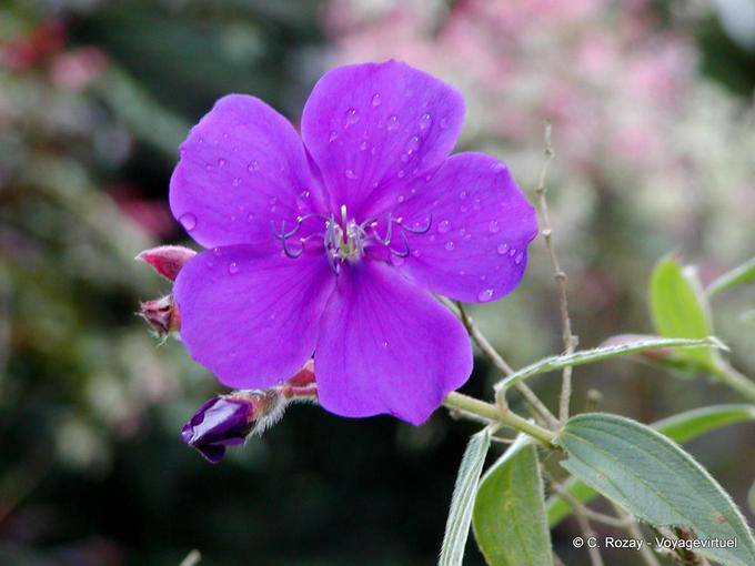Tibouchina urvilleana (tibouchine d'Urville), jardín de Balata - Martinica