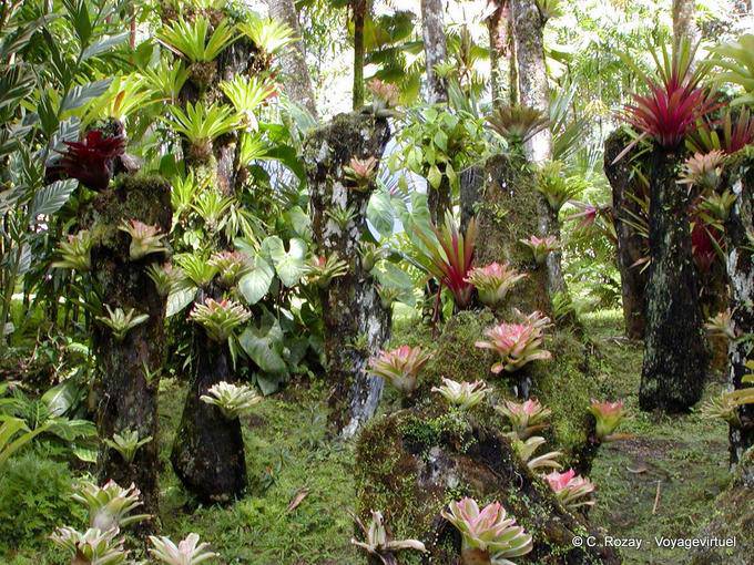 Las epífitas, colección Polypodiaceae suspendida, jardín de Balata - Martinica