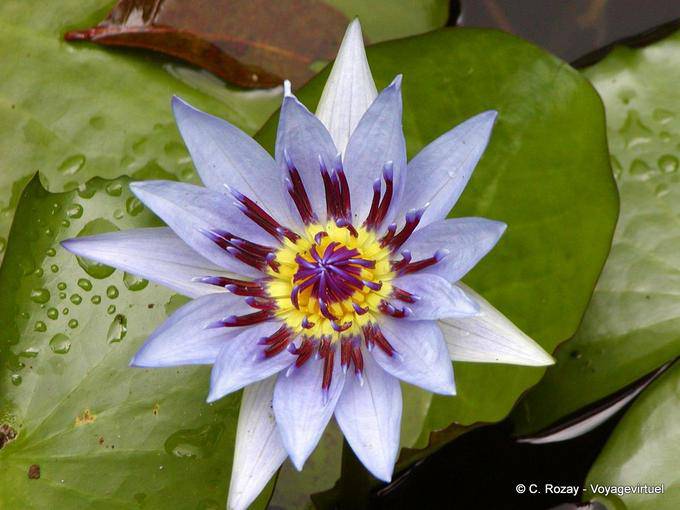 Loto azul o Corazón lirio de agua (Nymphaea capensis), jardín de Balata - Martinica
