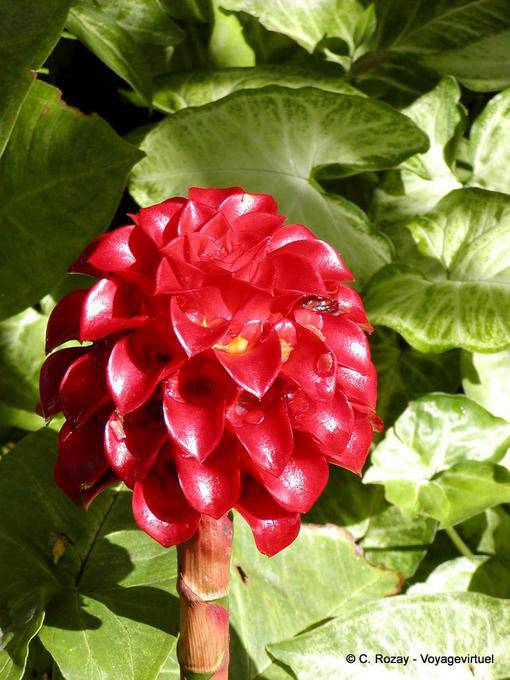 Tapeinochilos Ananassae (flor de piña), jardín de Balata - Martinica