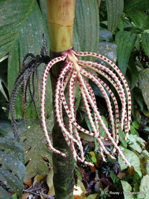 Extraño consecuencia (por nombrar por favor), jardín de Balata - Martinica