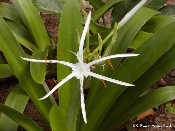 Flor Crinum pedunculatum (manglares crinole), Anse Latouche - Martinica