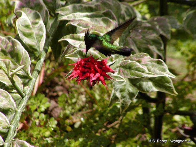 Colibrí o picaflor recoger el néctar de una flor, Anse Latouche - Martinica