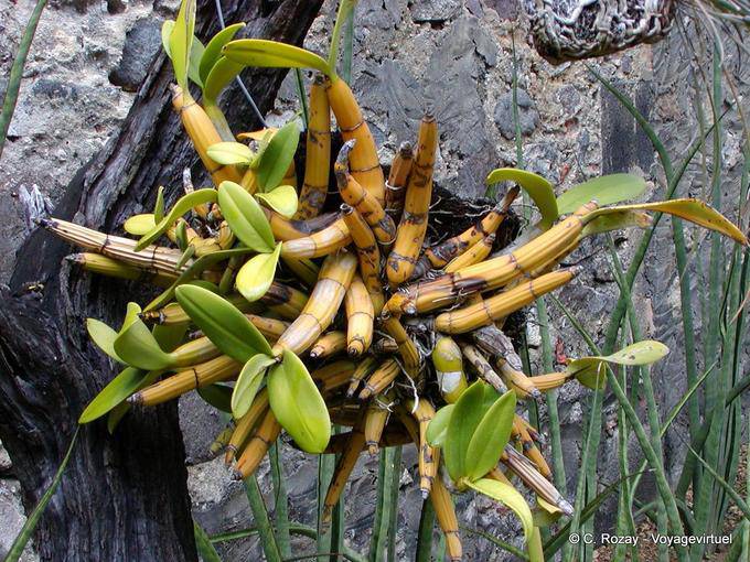 Dendrobium, orquídea Clase de bambú epífitas, Anse Latouche - Martinica