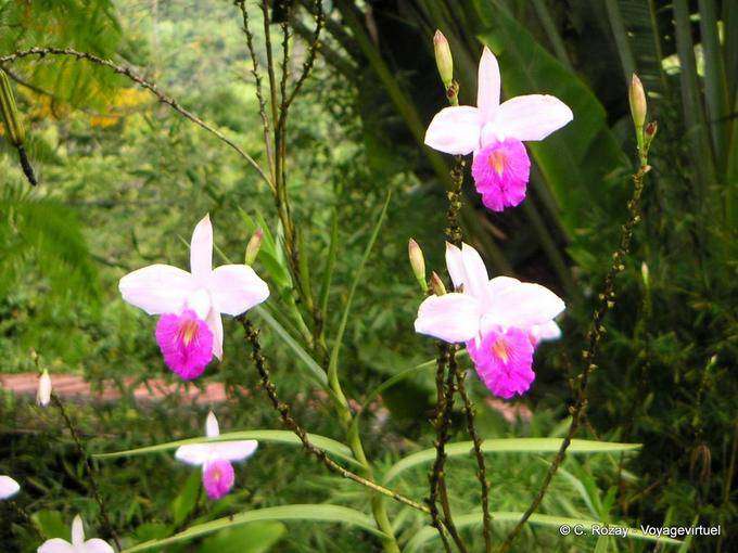 Orquídeas, probablemente Arundina (orquídea de bambú), Anse Latouche - Martinica