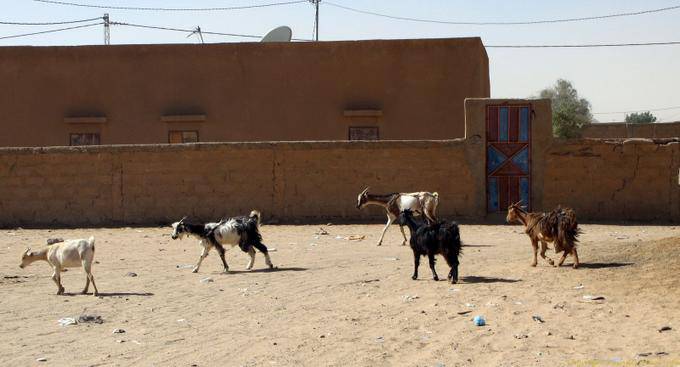Las cabras en las calles, Boutilimit, Mauritania