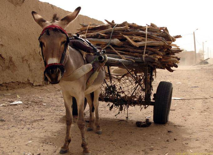 Un burro de los trabajadores y la compra de la madera, M'bout, Mauritania