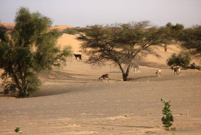 Las cabras bajo las acacias, Hope Road, Mauritania