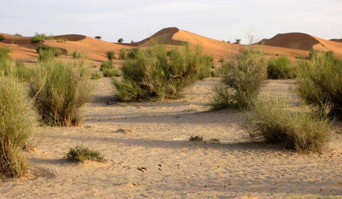 Naturaleza entre dunas de arena, Hope Road, Mauritania