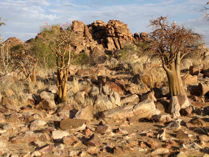 Souffa, Baobab en las rocas, Mauritania