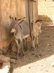Boghé, burros cabeza a la cola, o viceversa, Mauritania.