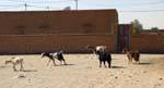 Las cabras en las calles, Boutilimit, Mauritania.