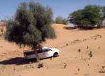 Recogida en la sombra, camino Boutilimit Boghé, Mauritania.