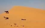 Cabras en la duna, Carretera Boutilimit a Boghé, Mauritania.