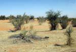 Naturaleza desvencijada, Ruta Boutilimit a Boghé, Mauritania.