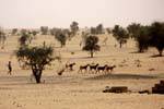 Pequeño pastor y su ganado, Ruta Boutilimit a Boghé, Mauritania.