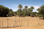 Belleza de los oasis, Carretera Souffa - Assaba, Mauritania.