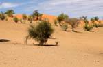 Colores Dunes, Camino Souffa, catedral natural, Mauritania.