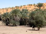 Oasis, al pie de las dunas, Carretera Souffa, Mauritania.