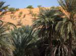 Palma follaje, Souffa Road, catedral natural, Mauritania.