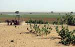 Bueno y los resultados de riego, Hope Road, Mauritania.