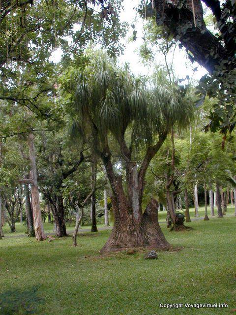 Pamplemousses, mundo de Pierre Poivre, botánico, Mauricio.