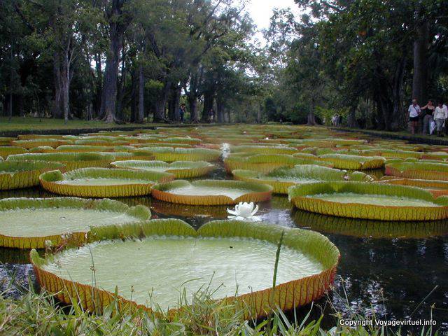 Nenúfares gigantes Victoria Amazonica, Pamplemousses, Mauricio.