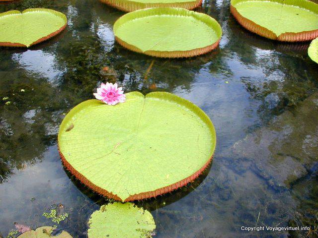 Lily estanque (Victoria REZIA), Pamplemousses, Mauricio.