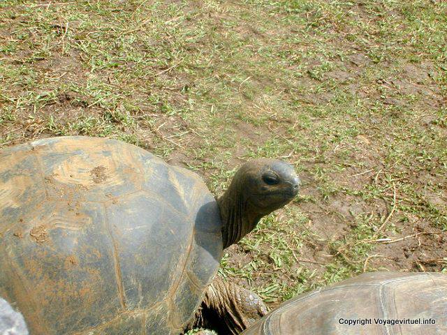 Seychelles tortuga gigante, Pamplemousses, Mauricio.
