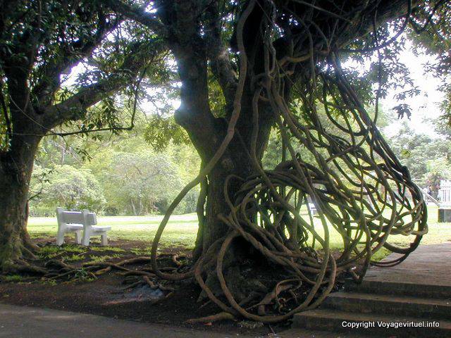 Lianas entrelazadas, Jardín Sir Ramgoolam Pamplemousses, Mauricio.