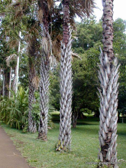 Palmas piña Tronco, Pamplemousses Jardín, Mauricio.