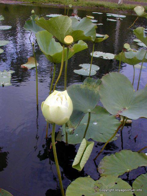 White Lotus, Jardín Botánico de Pamplemousses, Mauricio.