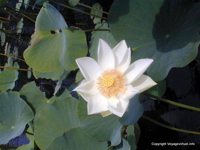 Blanco Lotus Jardines Sir Ramgoolam, Mauricio.