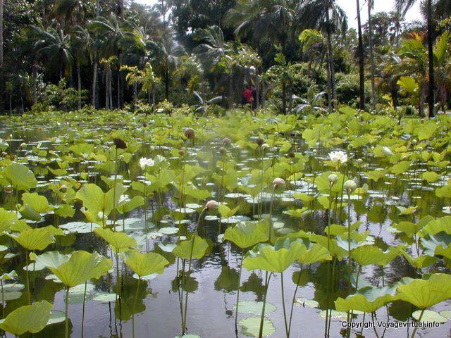 Lotus Pond, Pamplemousses, Mauricio.