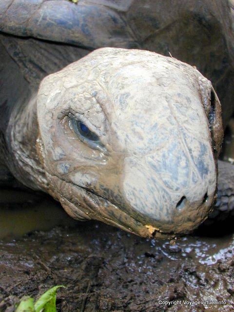 Tortuga gigante, Chamarel, Mauricio.