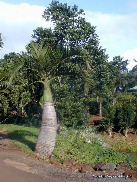 Botella de Ramos, Chamarel, Mauricio.