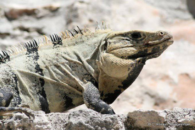 Cabeza de un viejo color de piedra iguana, Edzná - Mexico