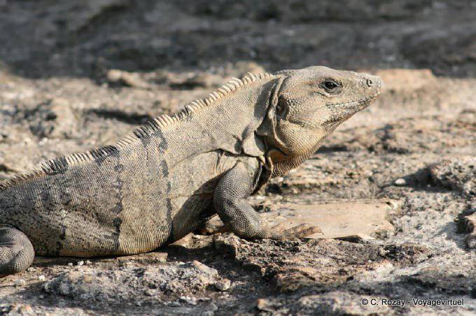 Fregona Iguana, Ek Balam - Mexico