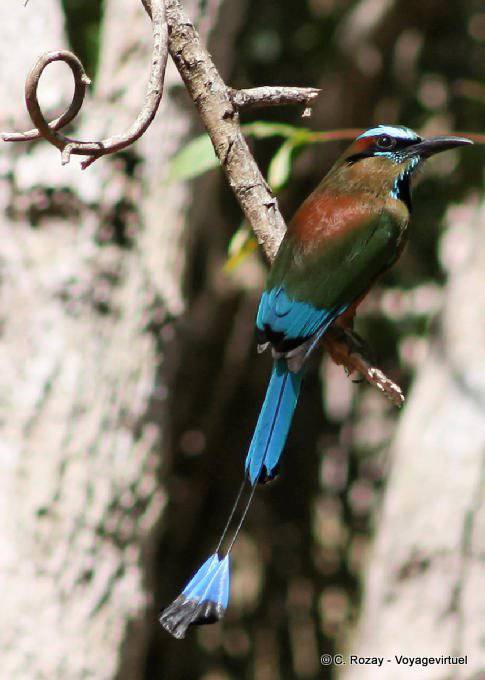 Motmot ceja azul Labná pájaro - Mexico