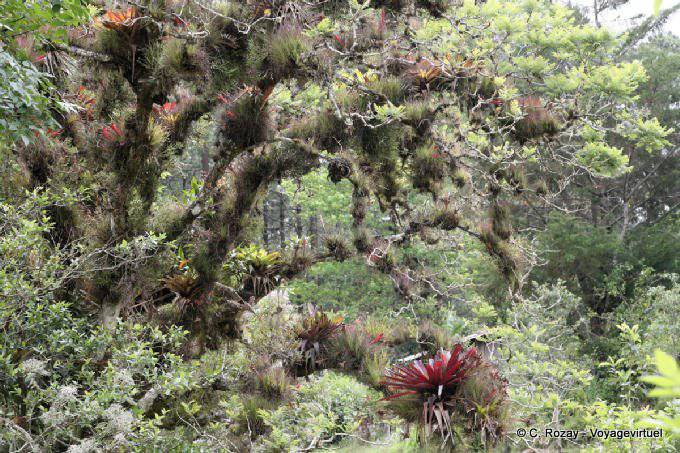 Las epífitas sobre las ramas de un árbol, las lagunas de Montebello - Mexico